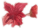 Jane's Flower
